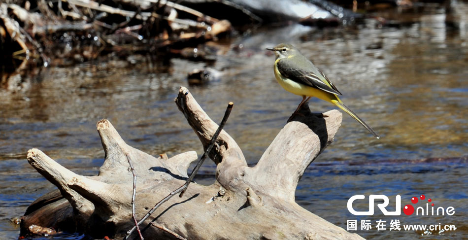 ӛ���R�^����ɹŇ����������ջ��L���^